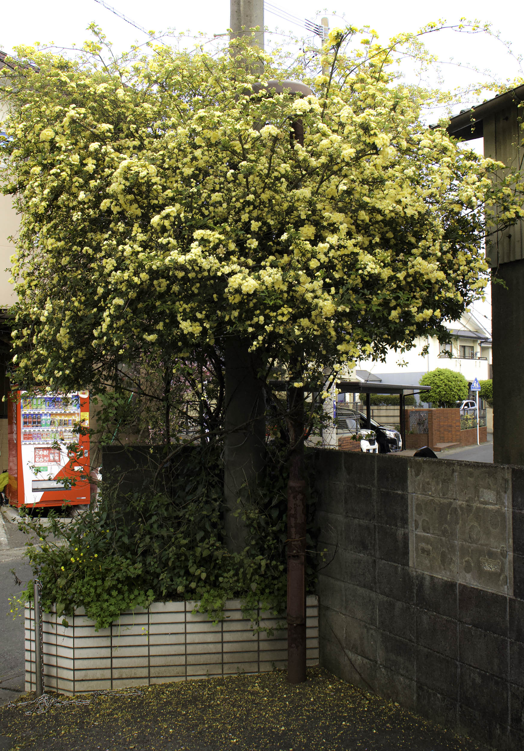 木モッコウ？ | 熊本の外壁塗装 | (有)フジモト創社