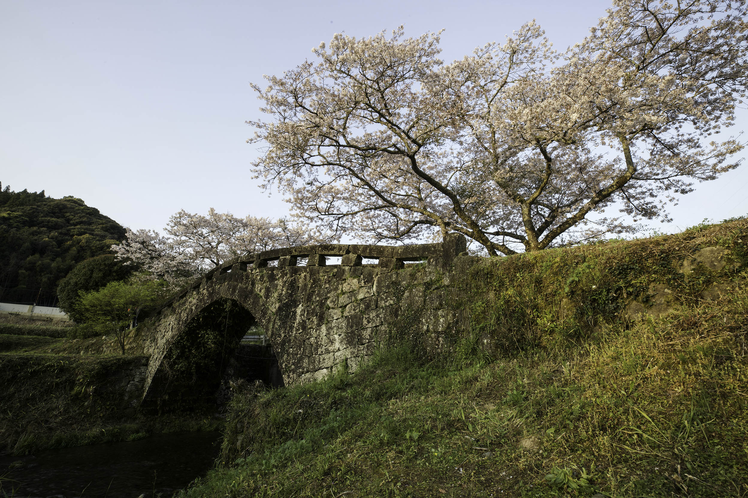美里町大窪橋の桜