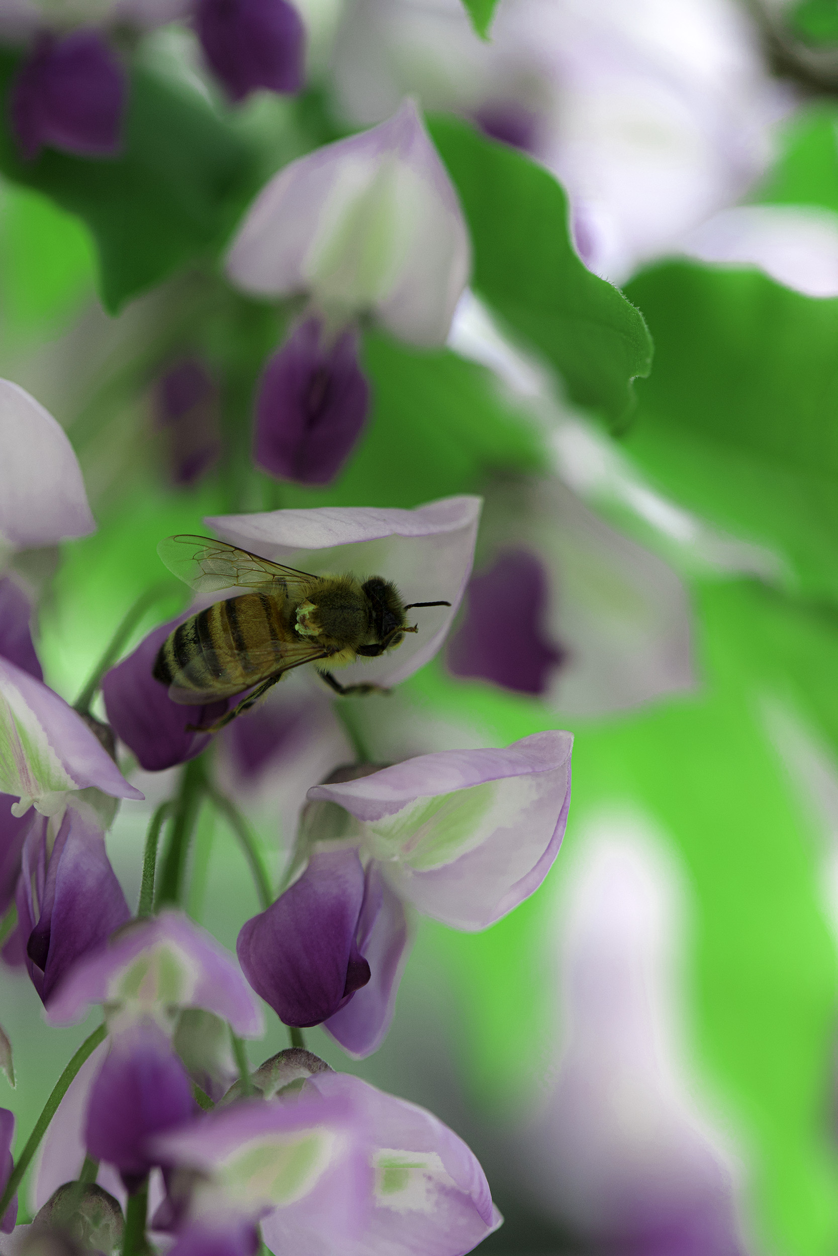 藤と蜜蜂