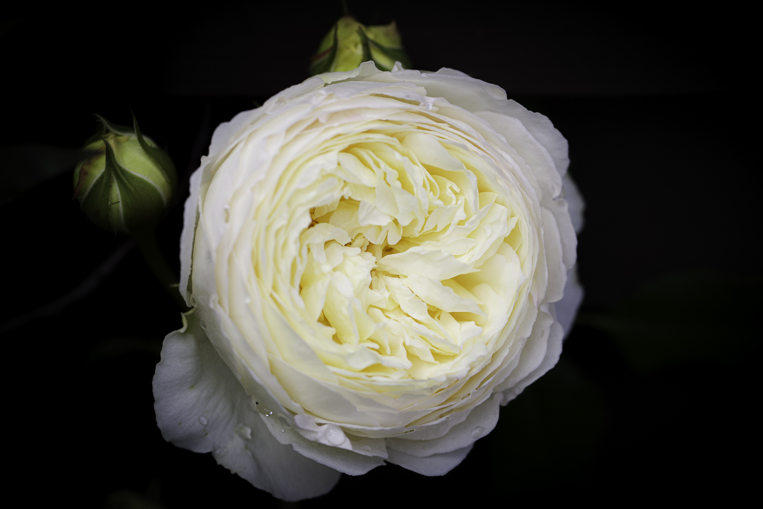 クレア オースチン 熊本の外壁塗装 有 フジモト創社